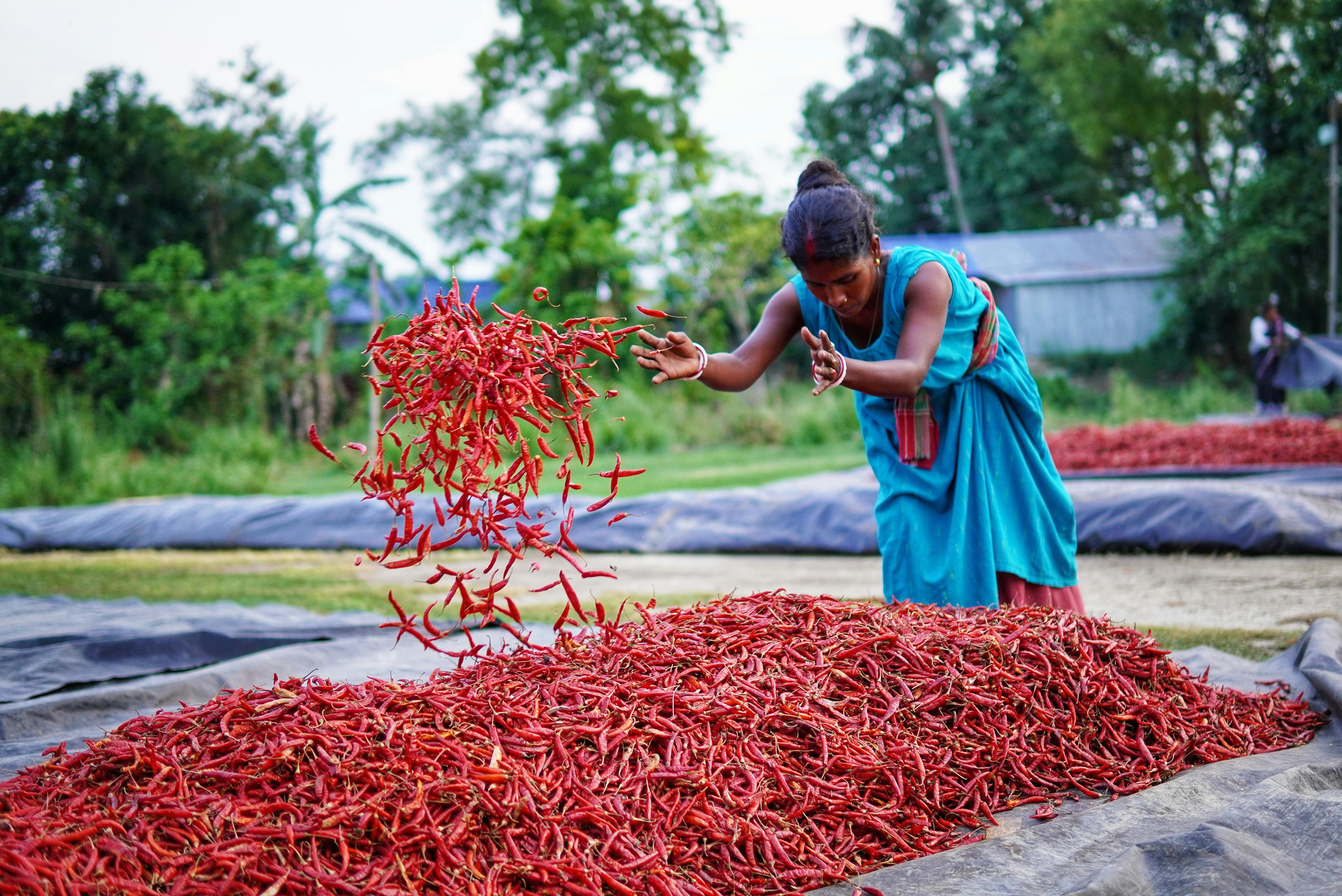 Woman sorting red chilies