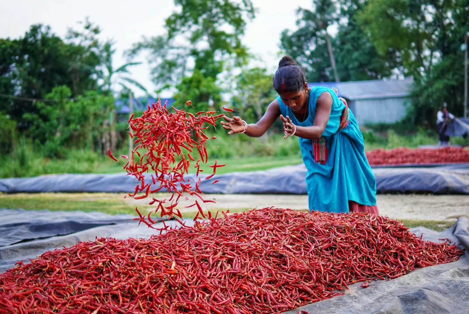 Woman carefully sorting dried chillies